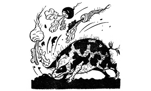 Ілюстрація Анатолія Арутюнянца до байки Микити Годованця «Свиня»